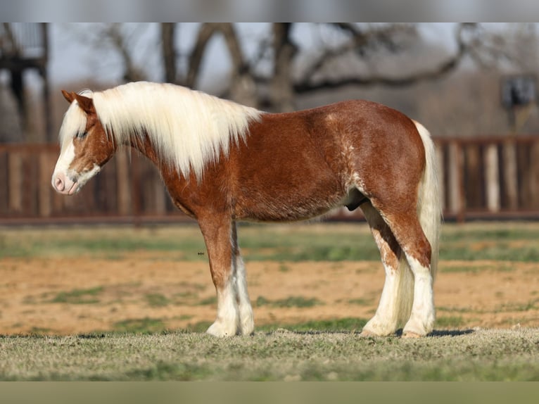 Haflinger / Avelignese Castrone 4 Anni 142 cm Sauro ciliegia in Stephenville, TX