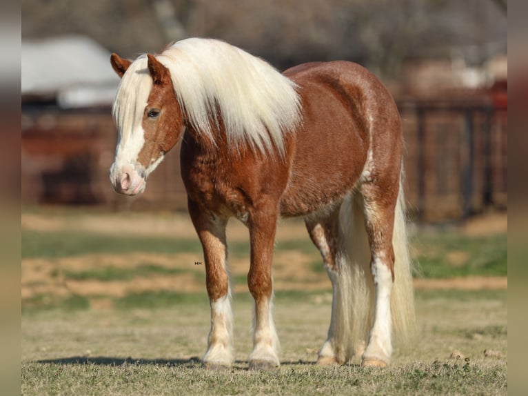 Haflinger / Avelignese Castrone 4 Anni 142 cm Sauro ciliegia in Stephenville, TX