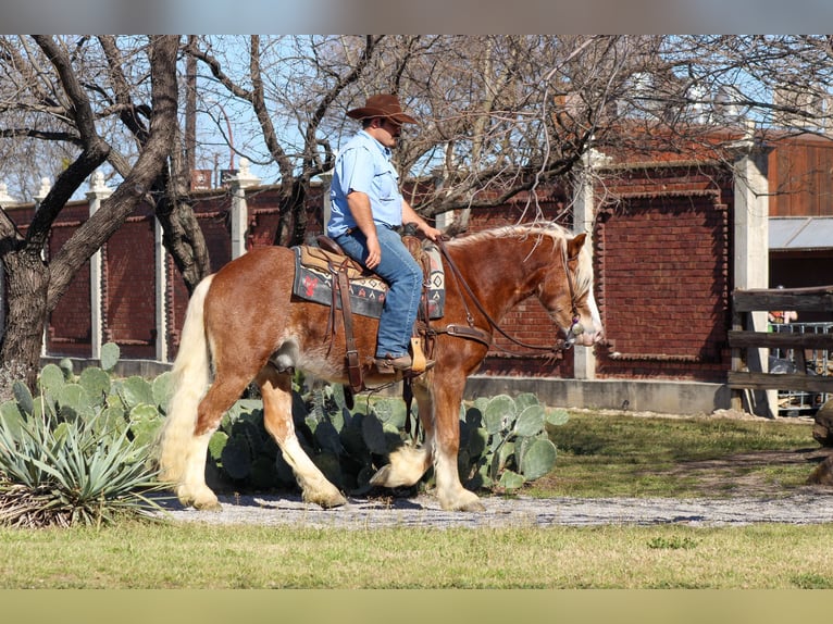 Haflinger / Avelignese Castrone 4 Anni 142 cm Sauro ciliegia in Stephenville, TX