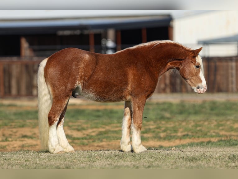 Haflinger / Avelignese Castrone 4 Anni 142 cm Sauro ciliegia in Stephenville, TX