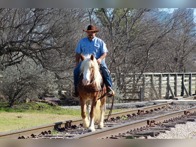 Haflinger / Avelignese Castrone 4 Anni 142 cm Sauro ciliegia in Stephenville, TX