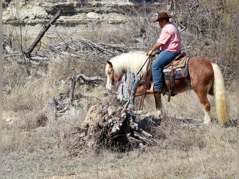 Haflinger / Avelignese Castrone 4 Anni 142 cm Sauro ciliegia in Stephenville, TX