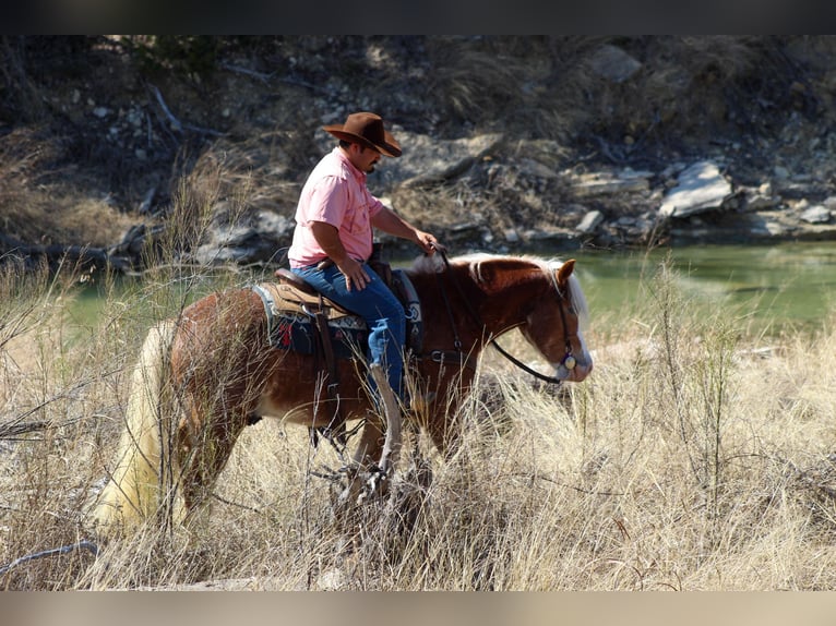 Haflinger / Avelignese Castrone 4 Anni 142 cm Sauro ciliegia in Stephenville, TX