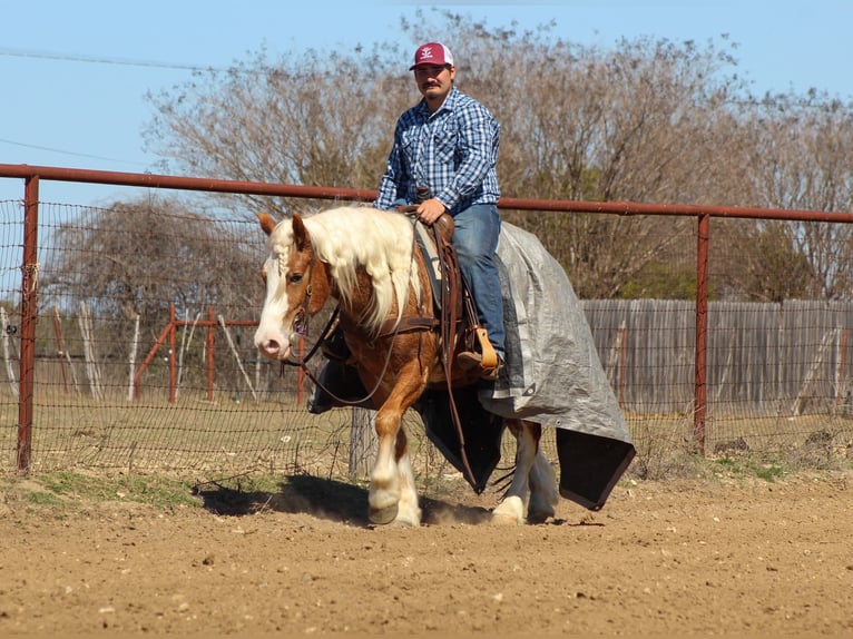 Haflinger / Avelignese Castrone 4 Anni 142 cm Sauro ciliegia in Stephenville, TX