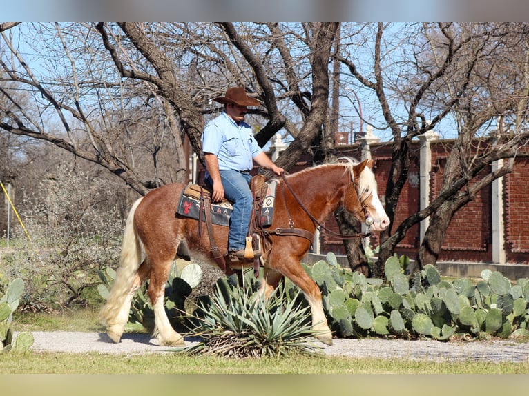 Haflinger / Avelignese Castrone 4 Anni 142 cm Sauro ciliegia in Stephenville, TX