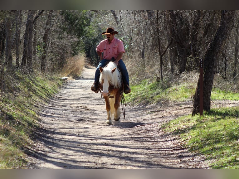 Haflinger / Avelignese Castrone 4 Anni 142 cm Sauro ciliegia in Stephenville, TX