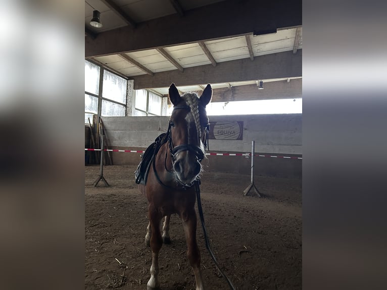 Haflinger / Avelignese Castrone 4 Anni 143 cm Sauro in Niederzier