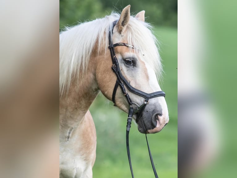 Haflinger / Avelignese Castrone 4 Anni 146 cm Palomino in St.oswald Bei Fr