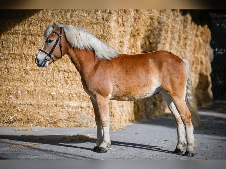 Haflinger / Avelignese Castrone 4 Anni 146 cm Sauro in Chur