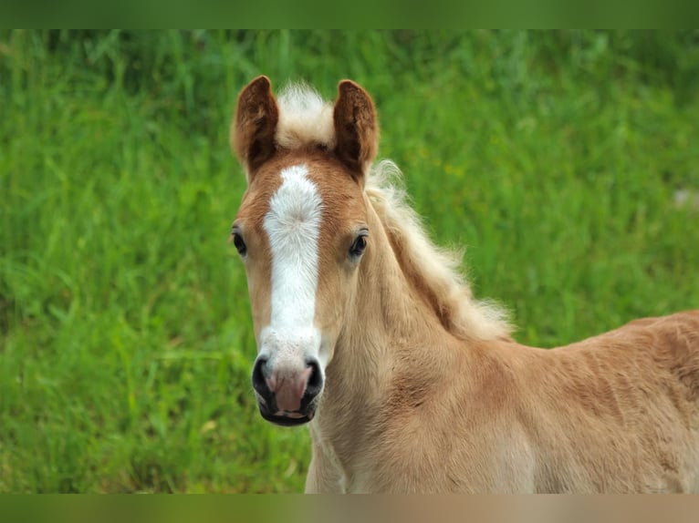 Haflinger / Avelignese Castrone 4 Anni 146 cm Sauro in Chur