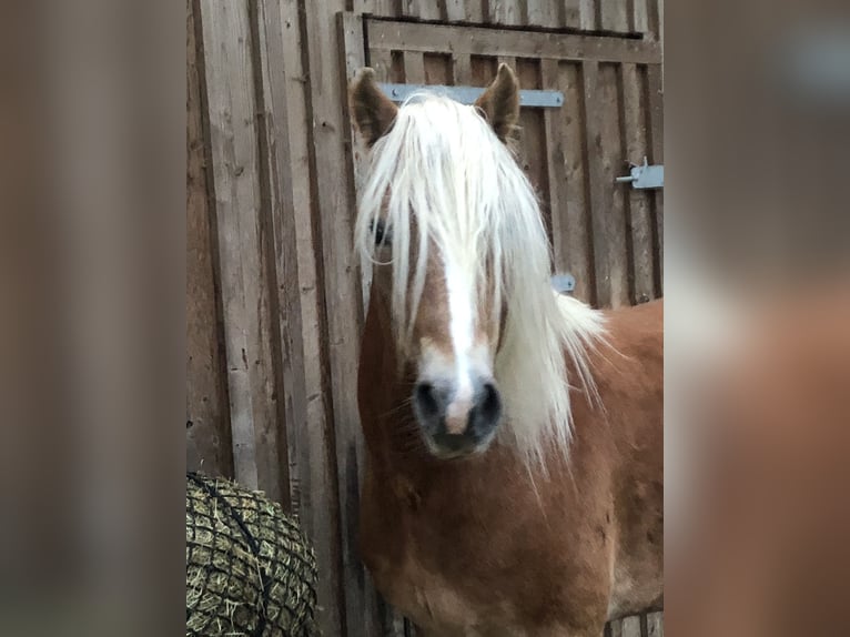 Haflinger / Avelignese Castrone 4 Anni 147 cm Sauro in Mainbernheim