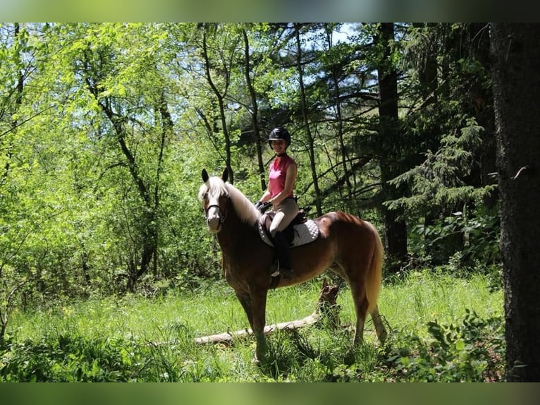 Haflinger / Avelignese Castrone 4 Anni 147 cm Sauro ciliegia in Howell MI