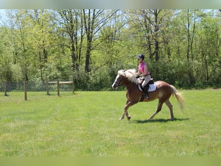 Haflinger / Avelignese Castrone 4 Anni 147 cm Sauro ciliegia in Howell MI