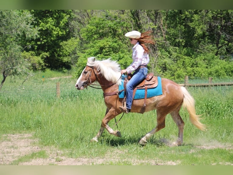 Haflinger / Avelignese Castrone 4 Anni 147 cm Sauro ciliegia in Howell MI