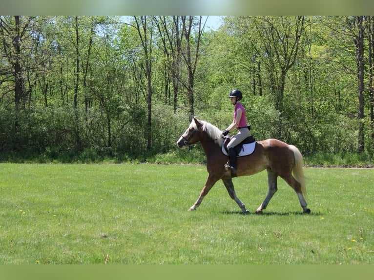 Haflinger / Avelignese Castrone 4 Anni 147 cm Sauro ciliegia in Howell MI