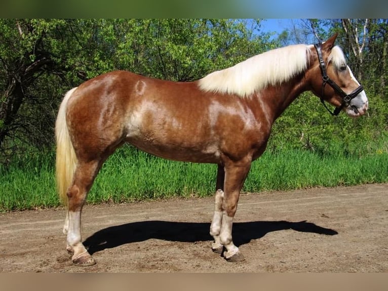 Haflinger / Avelignese Castrone 4 Anni 147 cm Sauro ciliegia in Howell MI