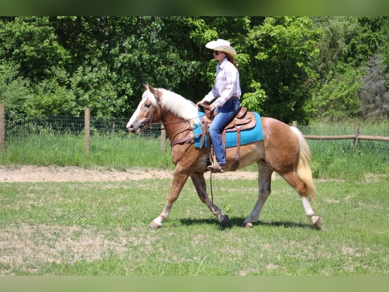 Haflinger / Avelignese Castrone 4 Anni 147 cm Sauro ciliegia in Howell MI