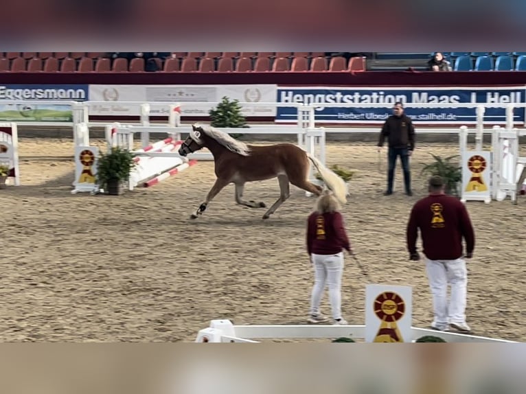 Haflinger / Avelignese Castrone 4 Anni 148 cm in Trebbin