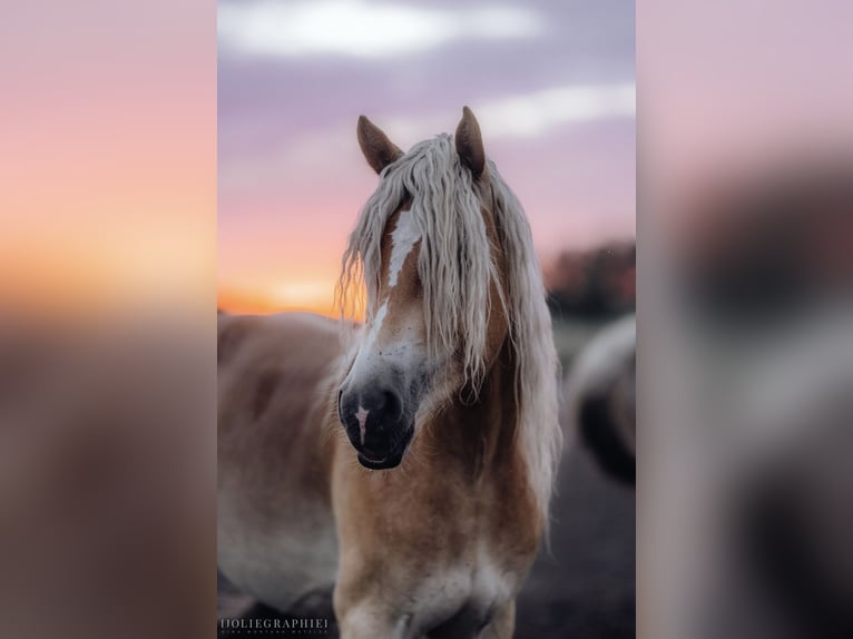 Haflinger / Avelignese Castrone 4 Anni 148 cm in Trebbin