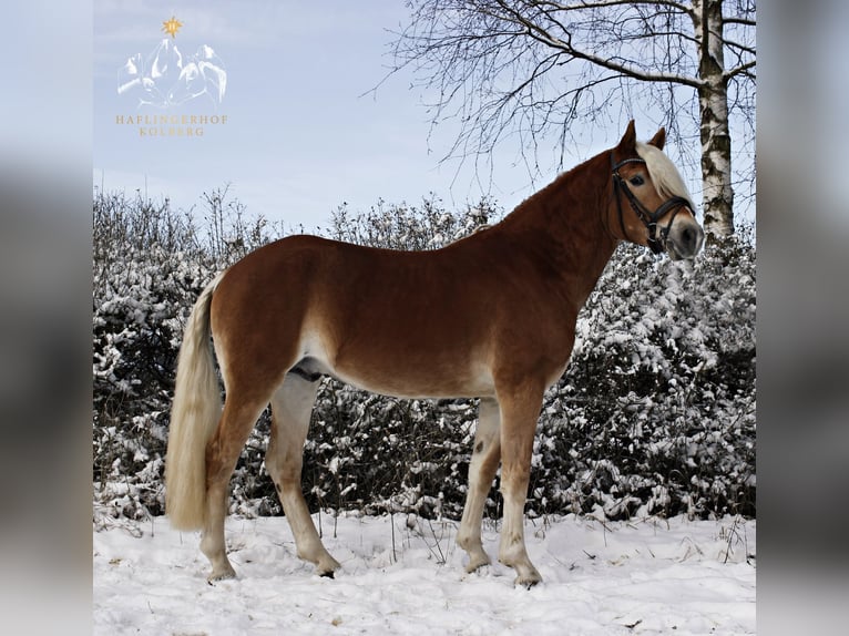 Haflinger / Avelignese Castrone 4 Anni 148 cm in Trebbin