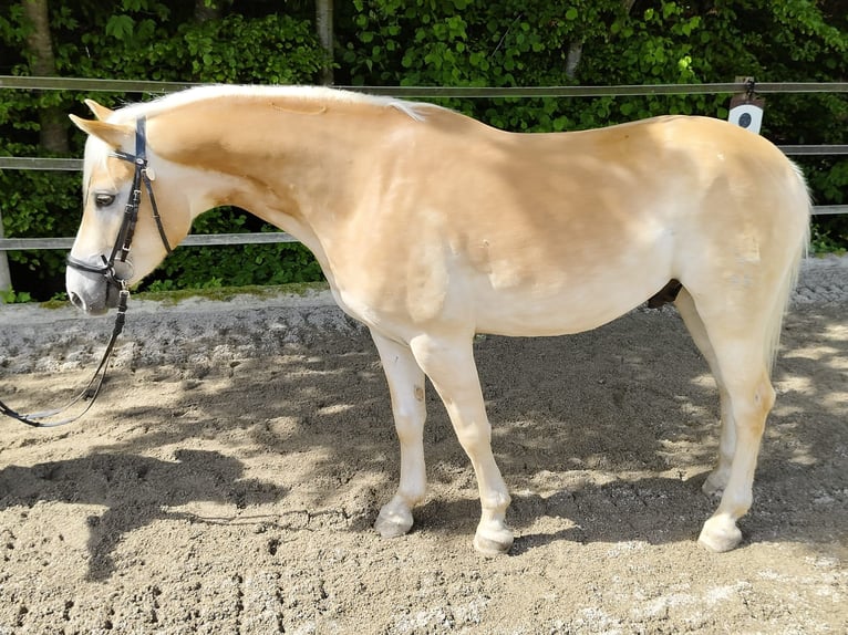 Haflinger / Avelignese Castrone 4 Anni 148 cm Sauro in Schleedorf