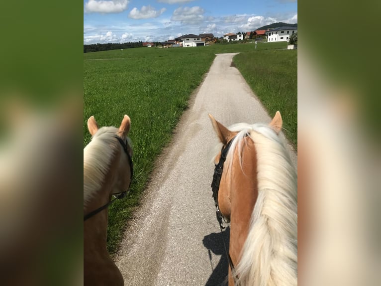 Haflinger / Avelignese Castrone 4 Anni 148 cm Sauro in Schleedorf