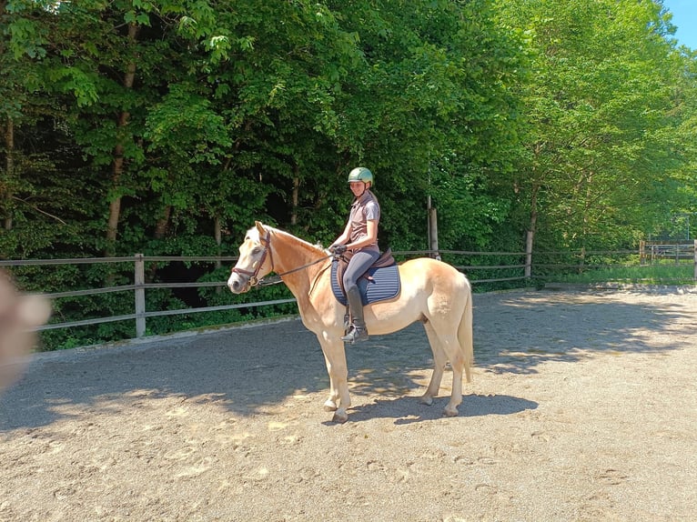 Haflinger / Avelignese Castrone 4 Anni 148 cm Sauro in Schleedorf