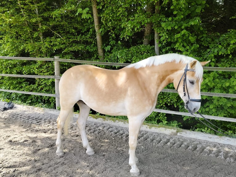 Haflinger / Avelignese Castrone 4 Anni 148 cm Sauro in Schleedorf