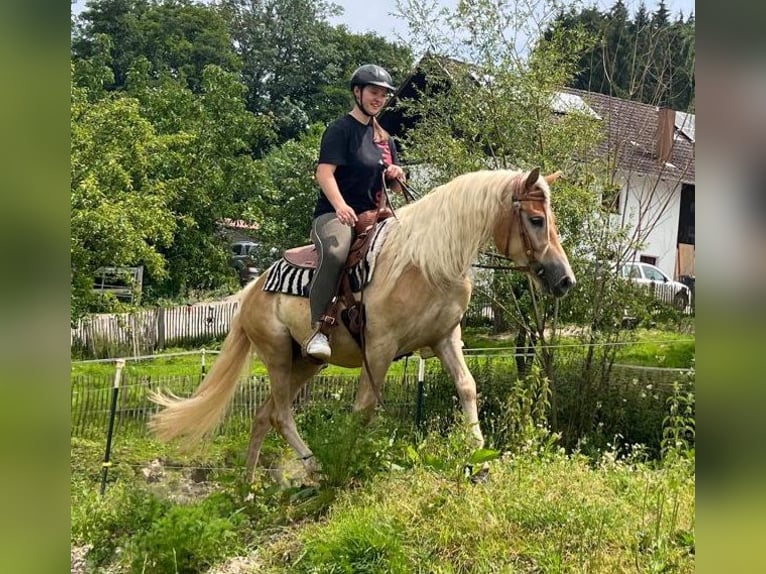 Haflinger / Avelignese Castrone 4 Anni 148 cm Sauro in Bayerbach