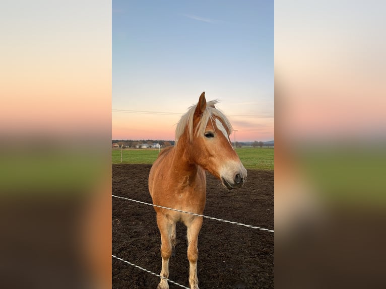 Haflinger / Avelignese Castrone 4 Anni 148 cm Sauro in Wolferstadt