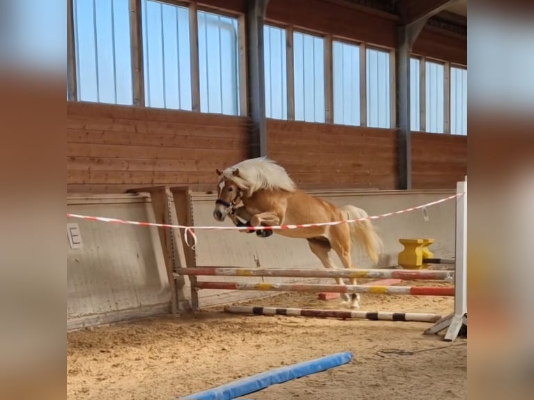 Haflinger / Avelignese Castrone 4 Anni 149 cm Sauro in Geretsberg