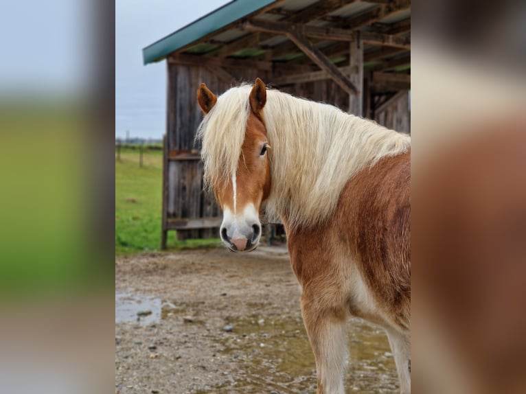 Haflinger / Avelignese Castrone 4 Anni 149 cm Sauro in Geretsberg