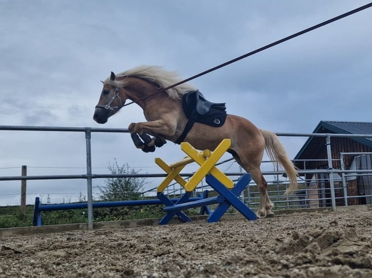 Haflinger / Avelignese Castrone 4 Anni 149 cm Sauro in Geretsberg