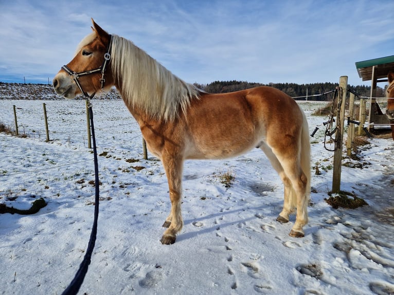 Haflinger / Avelignese Castrone 4 Anni 149 cm Sauro in Geretsberg