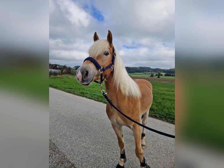 Haflinger / Avelignese Castrone 4 Anni 149 cm Sauro in Geretsberg