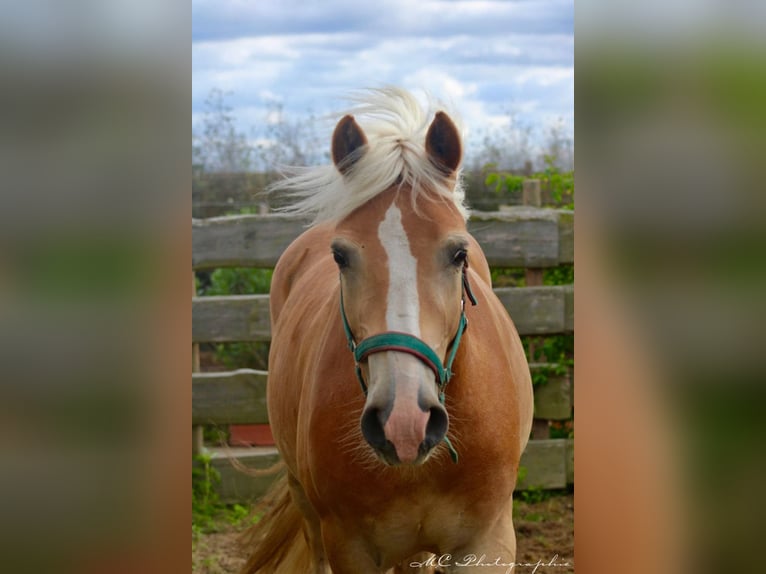 Haflinger / Avelignese Castrone 4 Anni 150 cm Baio chiaro in Brandis