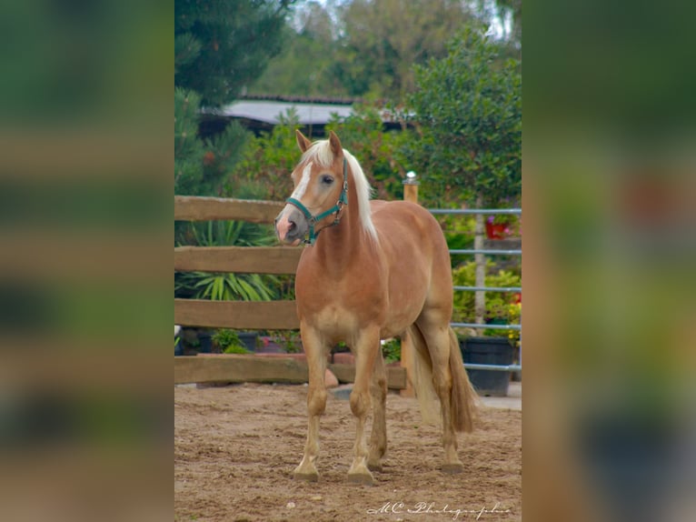 Haflinger / Avelignese Castrone 4 Anni 150 cm Baio chiaro in Brandis