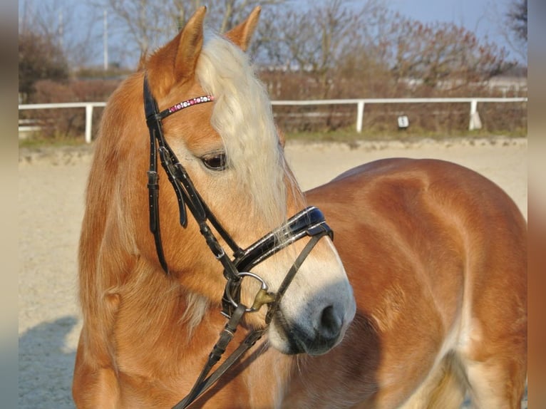 Haflinger / Avelignese Castrone 4 Anni 150 cm Sauro in Leobersdorf