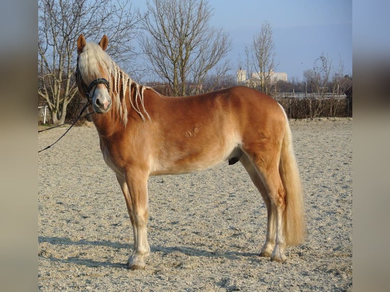 Haflinger / Avelignese Castrone 4 Anni 150 cm Sauro in Leobersdorf