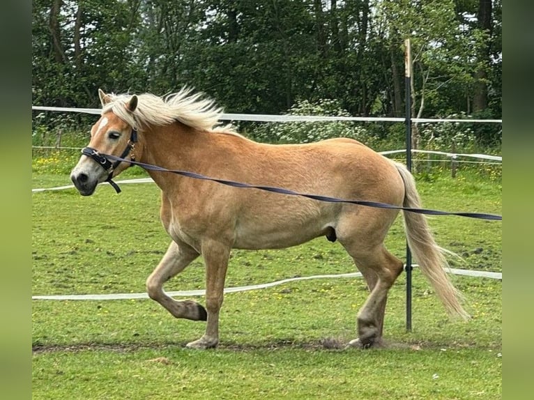 Haflinger / Avelignese Castrone 4 Anni 150 cm Sauro in Goldebek