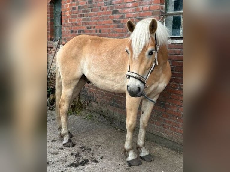 Haflinger / Avelignese Castrone 4 Anni 150 cm Sauro in Goldebek