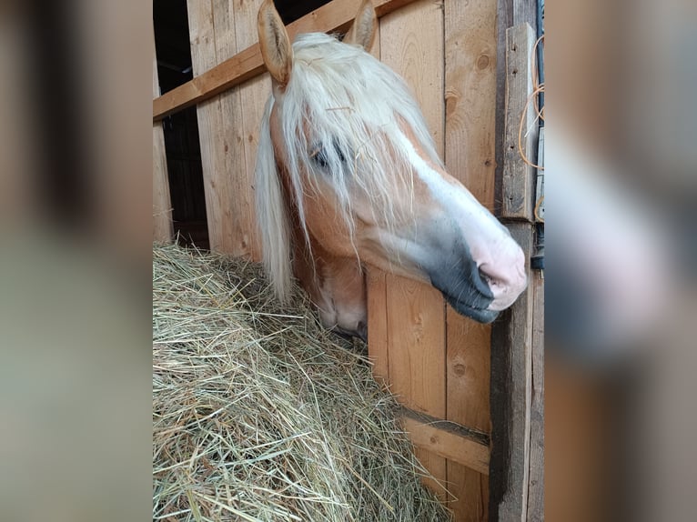 Haflinger / Avelignese Castrone 4 Anni 150 cm Sauro in Steyregg