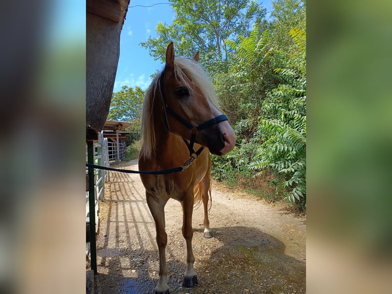 Haflinger / Avelignese Castrone 4 Anni 150 cm Sauro in Steyregg