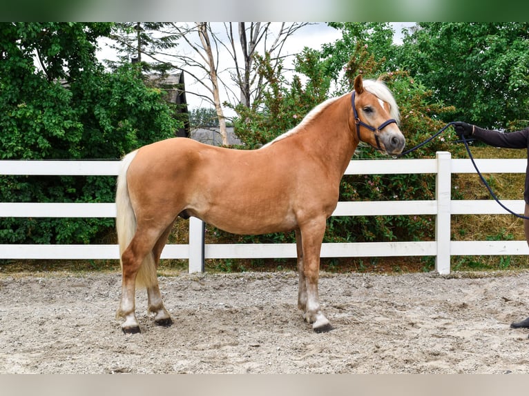 Haflinger / Avelignese Castrone 4 Anni 151 cm Sauro in Seebad Bansin