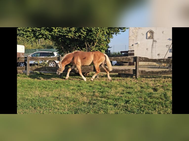 Haflinger / Avelignese Castrone 4 Anni 151 cm Sauro in Niederzier