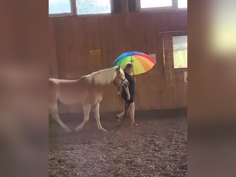 Haflinger / Avelignese Castrone 4 Anni 152 cm Palomino in Neuhof an der Zenn