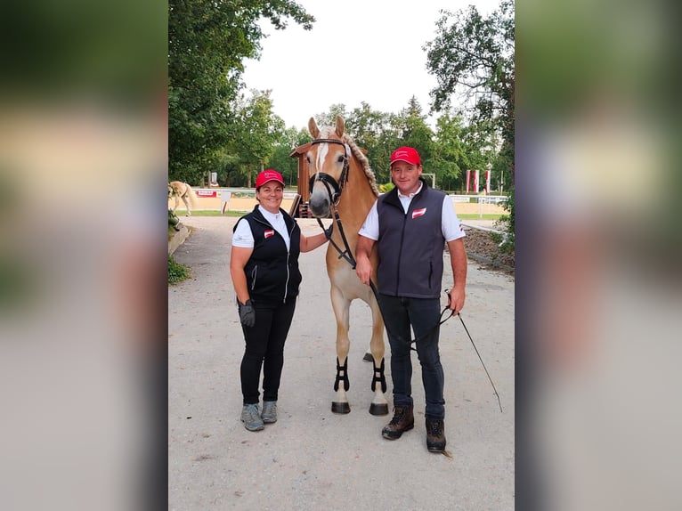 Haflinger / Avelignese Castrone 4 Anni 152 cm Sauro in Schleedorf