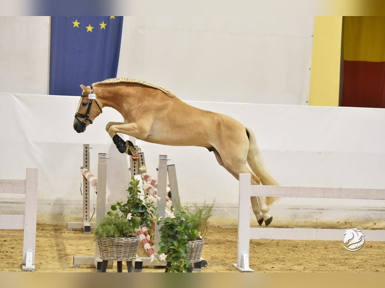 Haflinger / Avelignese Castrone 4 Anni 152 cm Sauro in Schleedorf