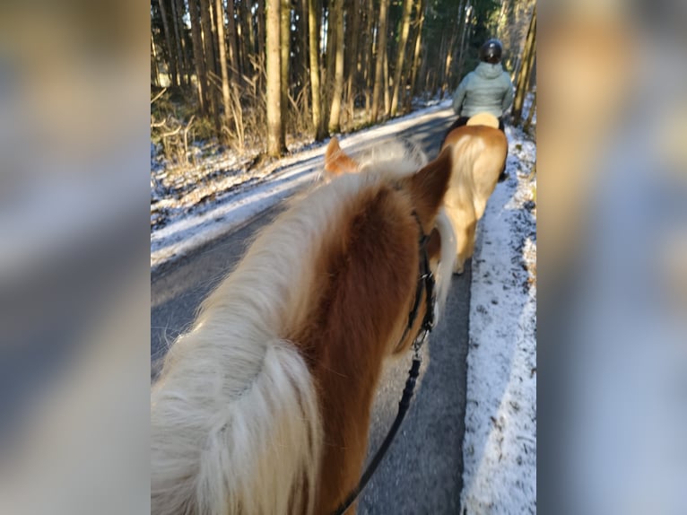 Haflinger / Avelignese Castrone 4 Anni 152 cm Sauro in Schleedorf