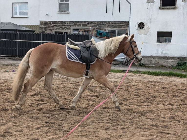 Haflinger / Avelignese Castrone 4 Anni 152 cm Sauro in Morsbach